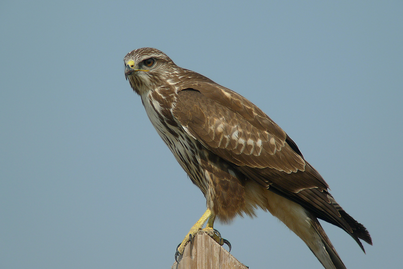 Poiana in Digiscoping